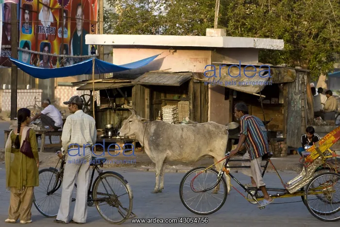 : Sacred Cow in the middle of traffic Uttar Pradesh India : Sacred Cow in the middle of traffic Uttar Pradesh India