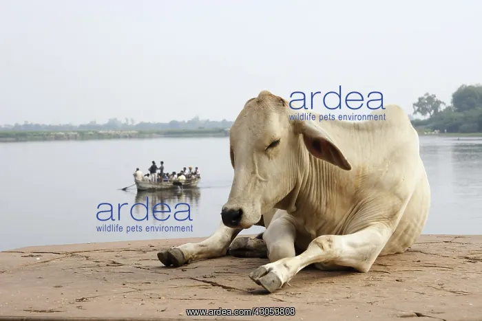 : Sacred cow River Yamuna Mathura Uttar Pradesh India : Sacred cow River Yamuna Mathura Uttar Pradesh India