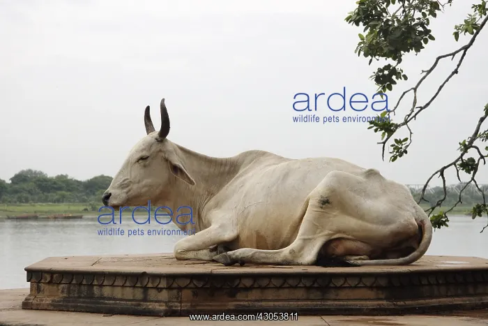 : Sacred cow River Yamuna Mathura Uttar Pradesh India : Sacred cow River Yamuna Mathura Uttar Pradesh India