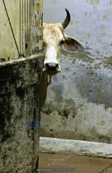 : Sacred cow in the streets of Varanaci : Sacred cow in the streets of Varanaci
