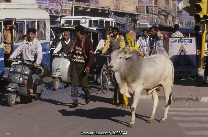 : Sacred cow in urban traffic Jodhpur India : Sacred cow in urban traffic Jodhpur India