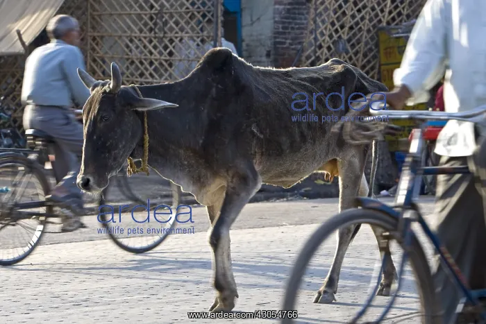 : Sacred Cow walking in the middle of traffic India : Sacred Cow walking in the middle of traffic India