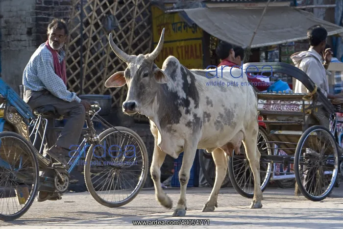 : Sacred Cow walking in the middle of traffic India : Sacred Cow walking in the middle of traffic India
