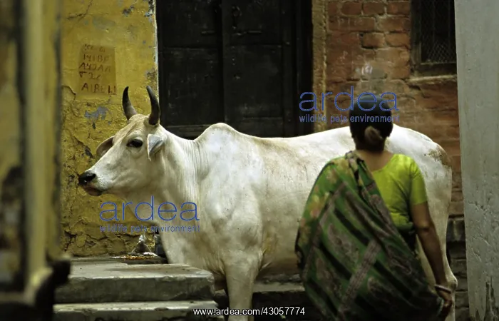 : Sacred cow and woman in the streets of Varanaci : Sacred cow and woman in the streets of Varanaci