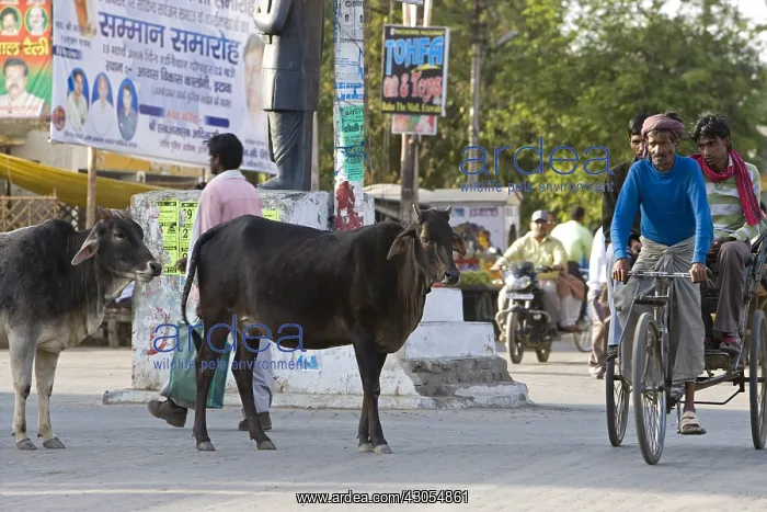 : Sacred Cows in the middle of traffic in town India : Sacred Cows in the middle of traffic in town India