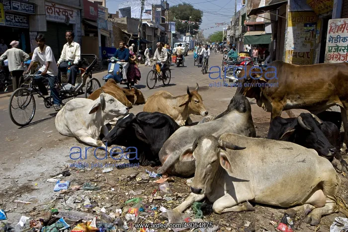 : Sacred Cows in the middle of traffic in town India : Sacred Cows in the middle of traffic in town India