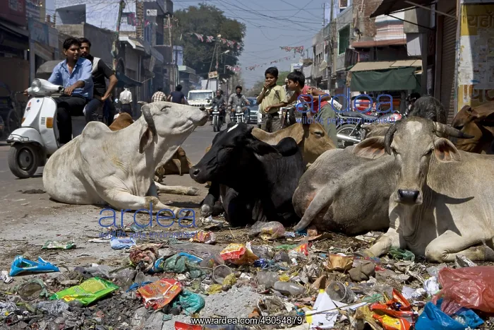 : Sacred Cows in the middle of traffic in town India : Sacred Cows in the middle of traffic in town India