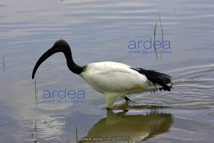 : Sacred Ibis : Sacred Ibis