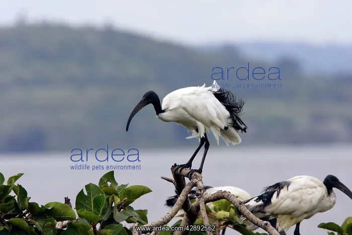 : Sacred Ibis : Sacred Ibis