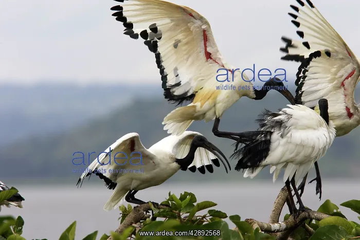 : Sacred Ibis : Sacred Ibis