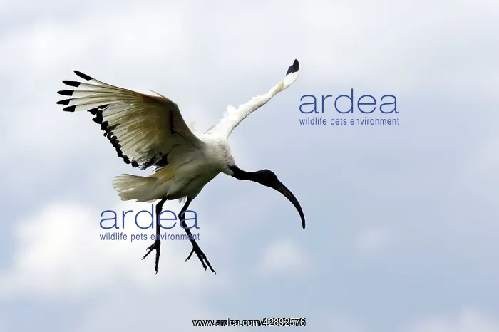 : Sacred Ibis : Sacred Ibis