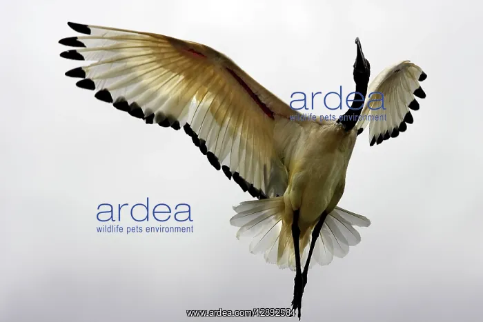 : Sacred Ibis : Sacred Ibis