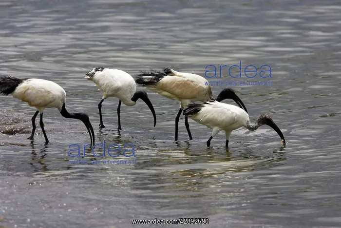 : Sacred Ibis : Sacred Ibis