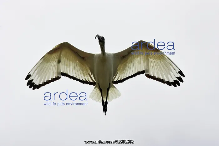 : Sacred Ibis : Sacred Ibis