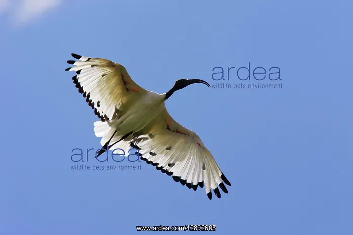 : Sacred Ibis : Sacred Ibis