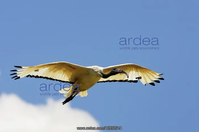 : Sacred Ibis : Sacred Ibis