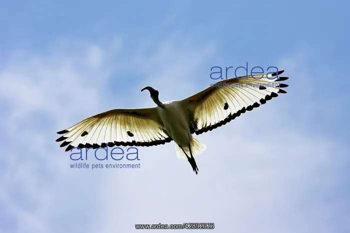 : Sacred Ibis : Sacred Ibis
