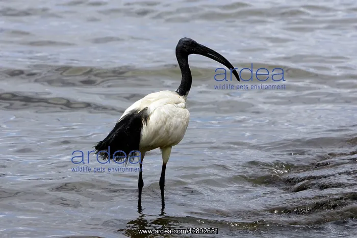 : Sacred Ibis : Sacred Ibis