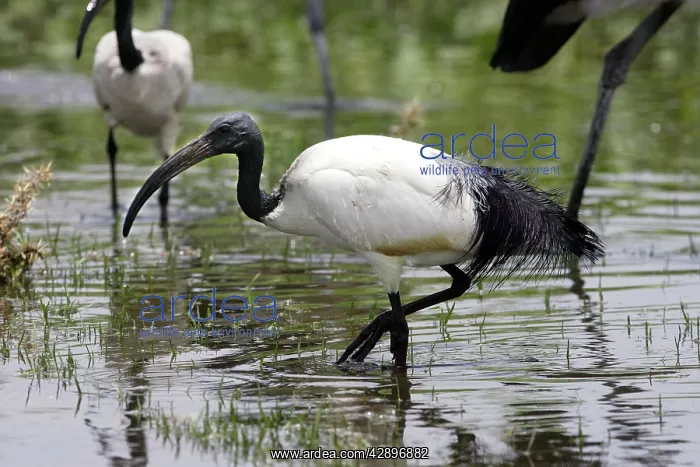 : Sacred Ibis : Sacred Ibis