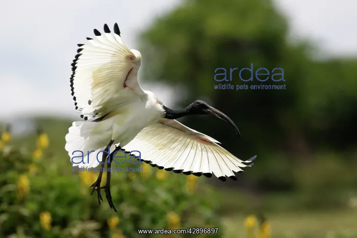 : Sacred Ibis : Sacred Ibis
