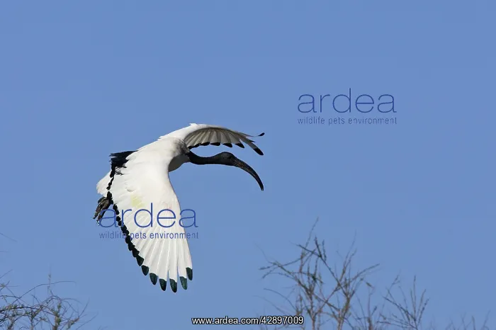 : Sacred Ibis : Sacred Ibis