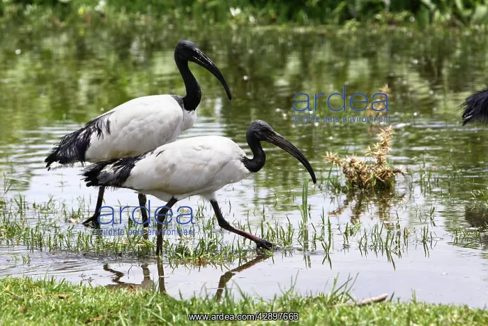 : Sacred Ibis : Sacred Ibis