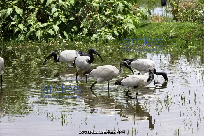 : Sacred Ibis : Sacred Ibis