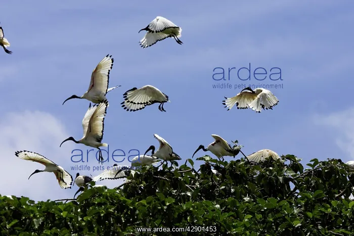 : Sacred Ibis : Sacred Ibis