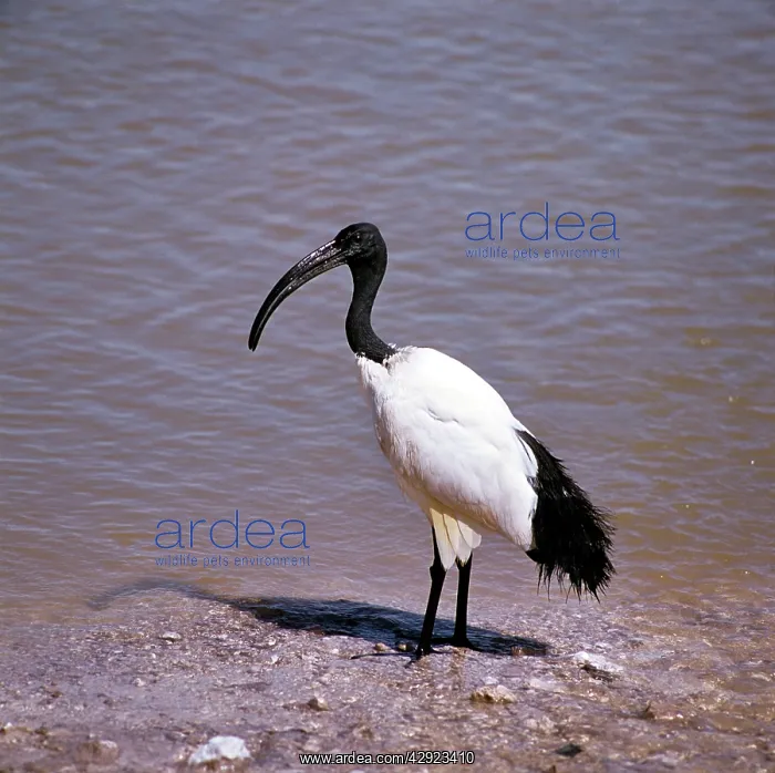  : SACRED IBIS