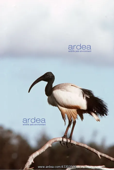 : SACRED IBIS : SACRED IBIS