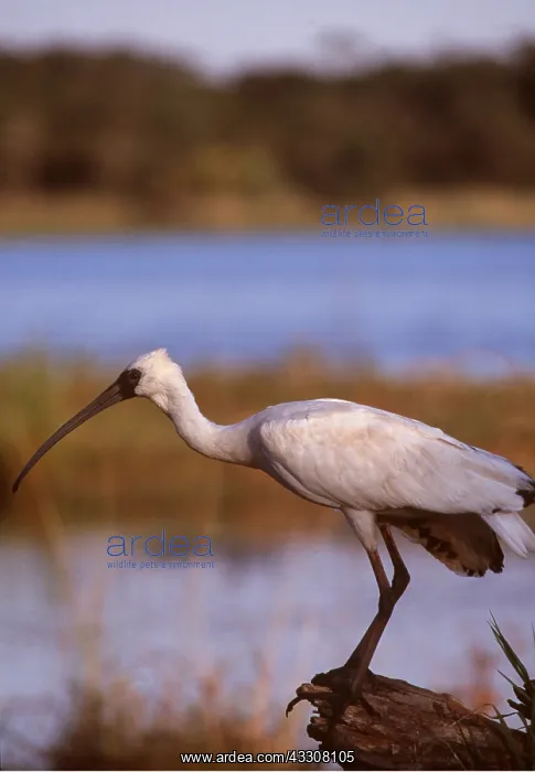 : SACRED IBIS / AFRICAN SPOONBILL HYBRID - on rock : SACRED IBIS / AFRICAN SPOONBILL HYBRID - on rock