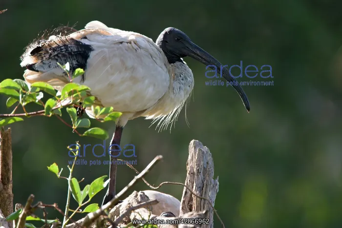 : Sacred Ibis - Back-lit image of a single bird : Sacred Ibis - Back-lit image of a single bird