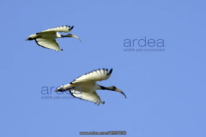 : Sacred Ibis - in flight : Sacred Ibis - in flight
