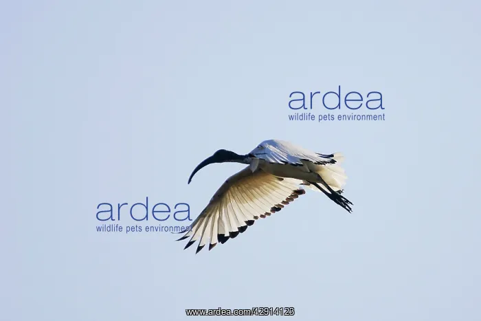 : Sacred Ibis - in flight : Sacred Ibis - in flight