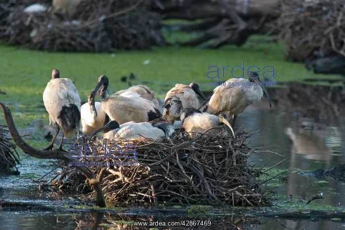 : Sacred Ibis - Group of birds on a large nest site : Sacred Ibis - Group of birds on a large nest site