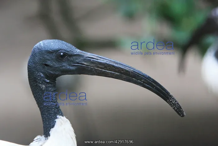: Sacred Ibis - portrait of male, distribution - sub-Saharan : Sacred Ibis - portrait of male, distribution - sub-Saharan