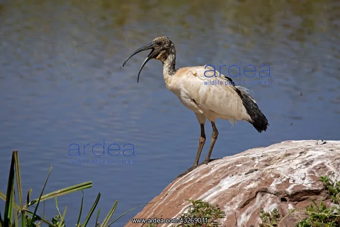 : Sacred ibis, Threskiornis aethiopicus standing : Sacred ibis, Threskiornis aethiopicus standing