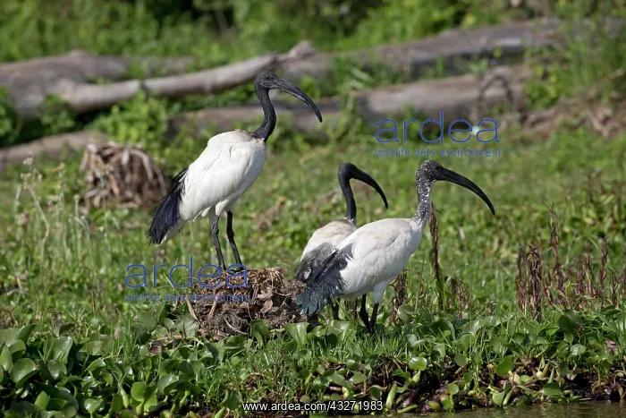 : Sacred ibis, Threskiornis aethiopicus, standing : Sacred ibis, Threskiornis aethiopicus, standing