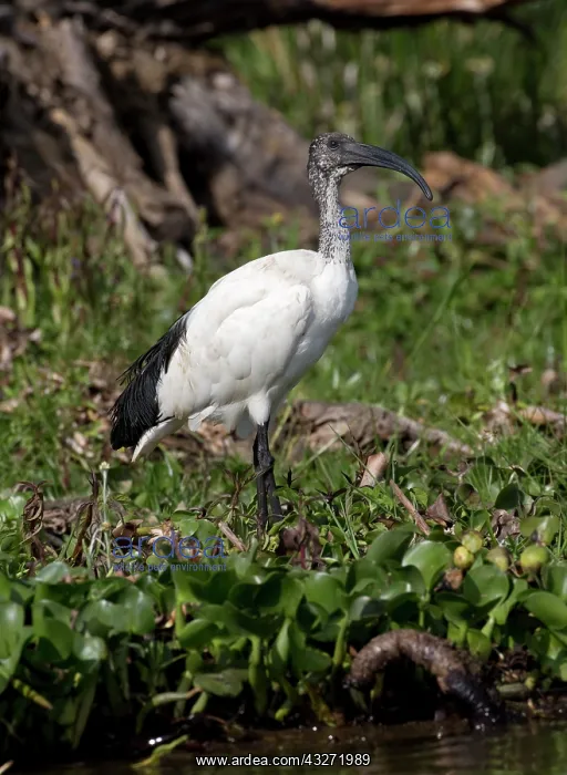 : Sacred ibis, Threskiornis aethiopicus, standing : Sacred ibis, Threskiornis aethiopicus, standing