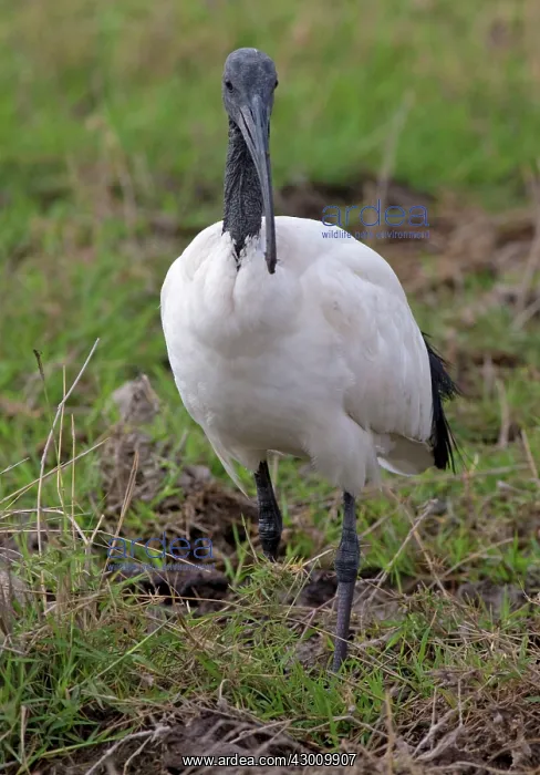  : Sacred Ibis wading in swamp Ambosei National Park, Kenya