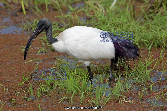: Sacred Ibis wading in swamp Ambosei National Park, Kenya : Sacred Ibis wading in swamp Ambosei National Park, Kenya