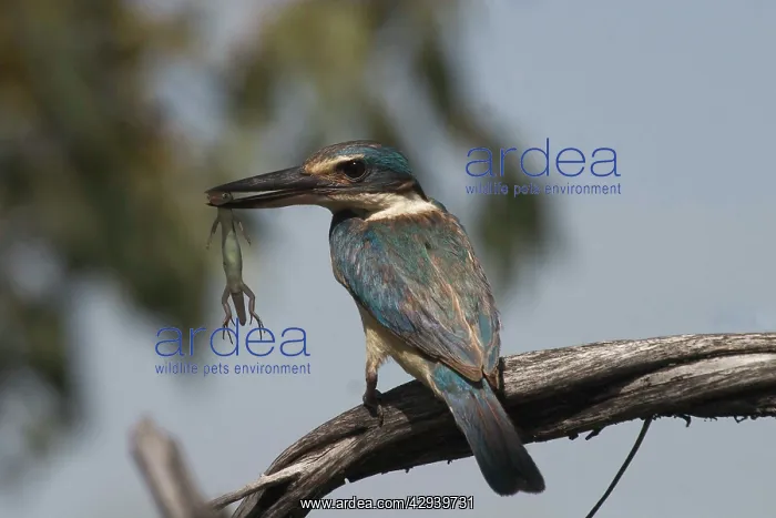 : Sacred Kingfisher : Sacred Kingfisher