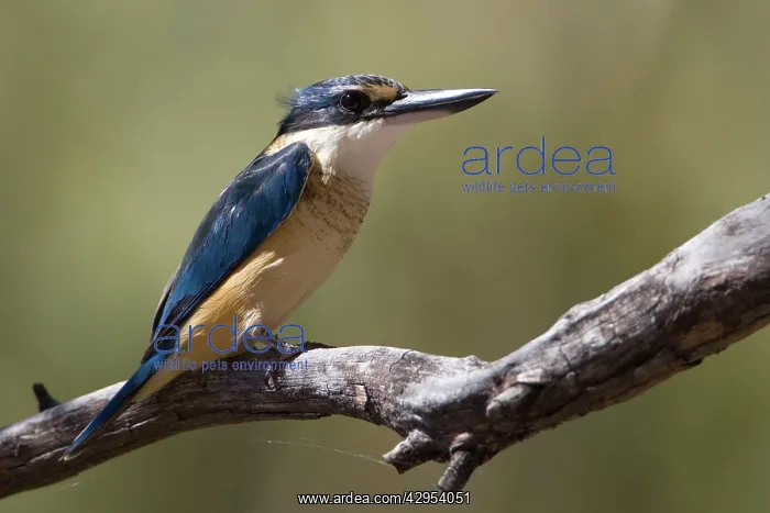 : Sacred Kingfisher : Sacred Kingfisher