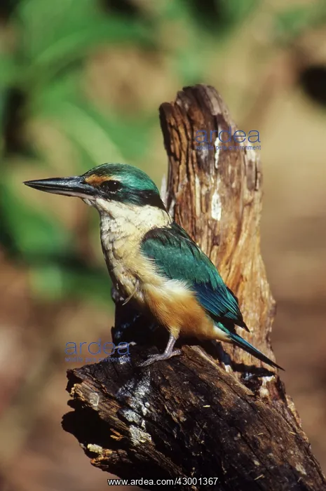 : Sacred Kingfisher : Sacred Kingfisher