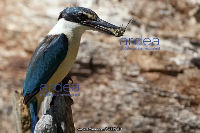 : Sacred Kingfisher : Sacred Kingfisher
