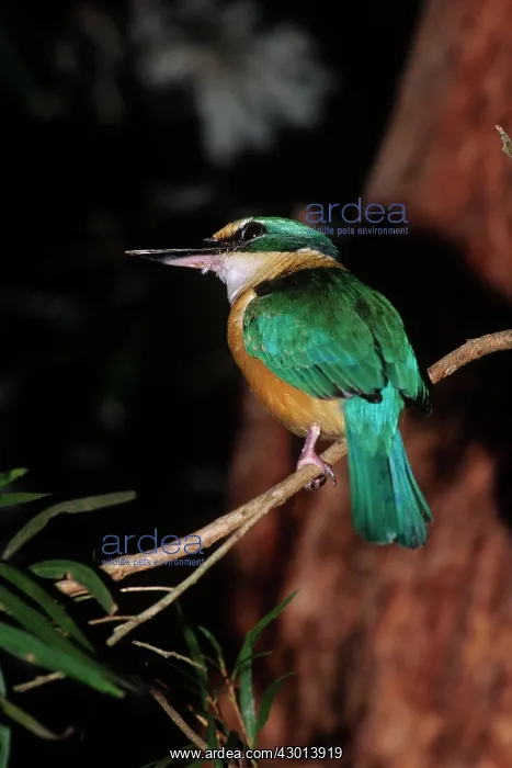 : Sacred Kingfisher : Sacred Kingfisher