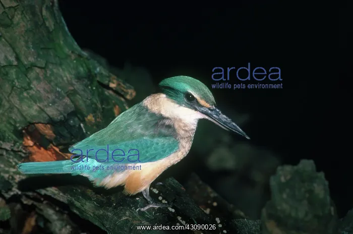 : Sacred Kingfisher : Sacred Kingfisher