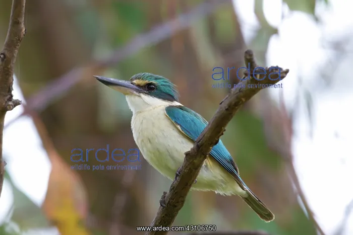: Sacred Kingfisher : Sacred Kingfisher