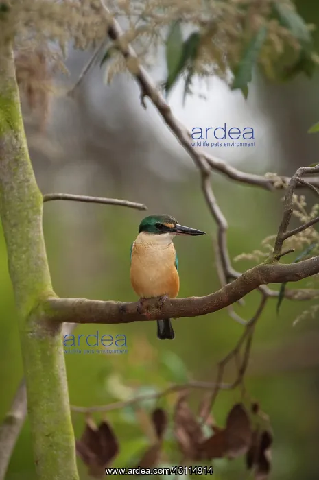 : Sacred Kingfisher : Sacred Kingfisher