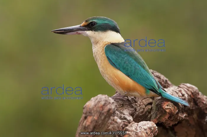 : Sacred Kingfisher : Sacred Kingfisher